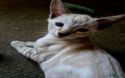 Siamese cats for sale: 3 stunning babies ready to leave now!!! - Image 12