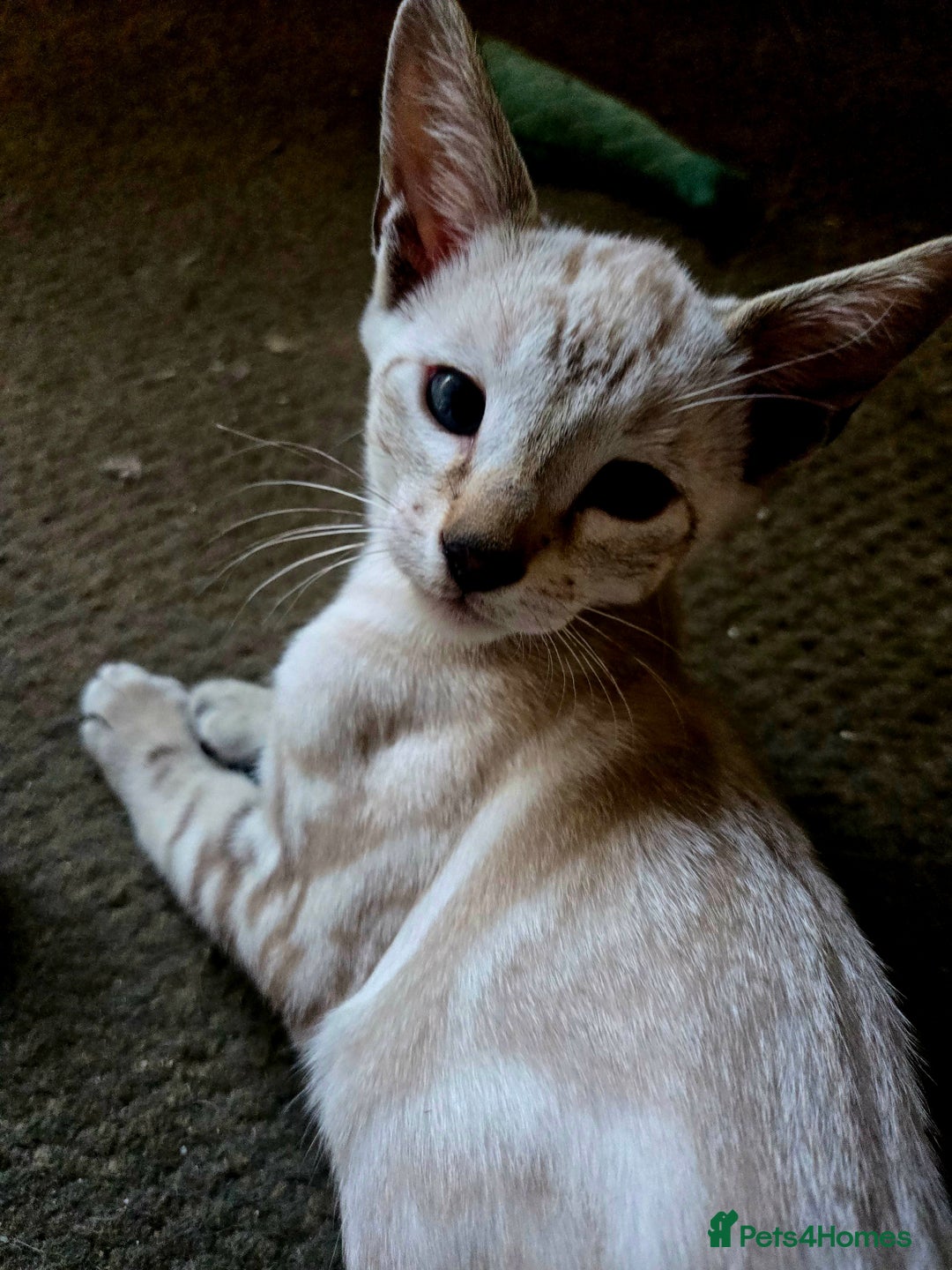 Siamese cats for sale: 3 stunning babies ready to leave now!!! - Image 12