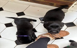 Labrador Retriever dogs for sale: Labrador puppies - Ready Now  - Image 35