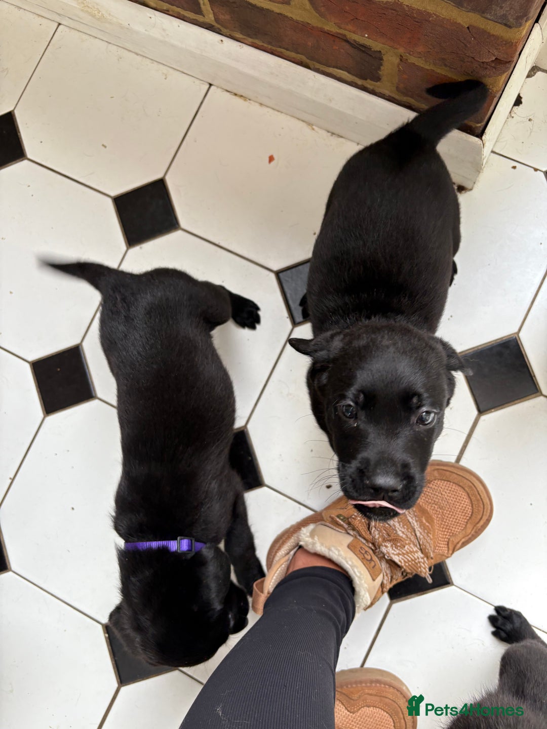 Labrador Retriever dogs for sale: Labrador puppies - Ready Now  - Image 35
