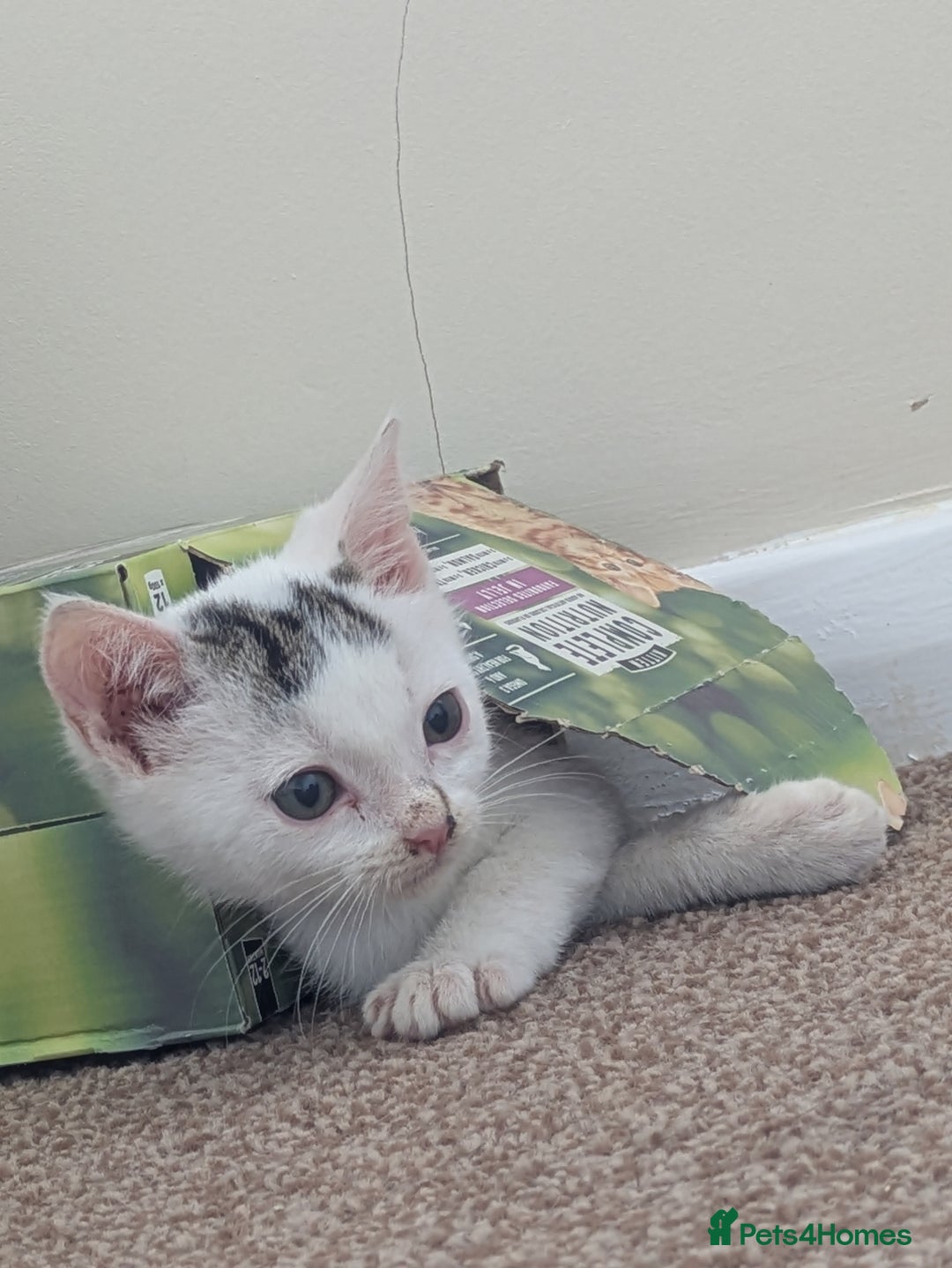 Domestic Shorthair cats for adoption: Bonded sibling pair of kittens to rehome together - Image 5