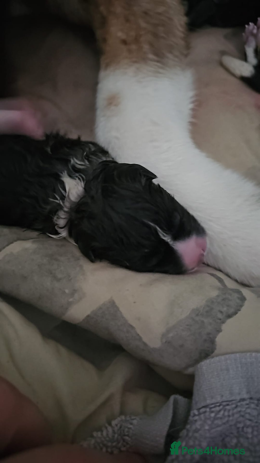 Akita dogs for sale: 🐾 American Akita Puppies for Forever Homes 🐾 - Image 37
