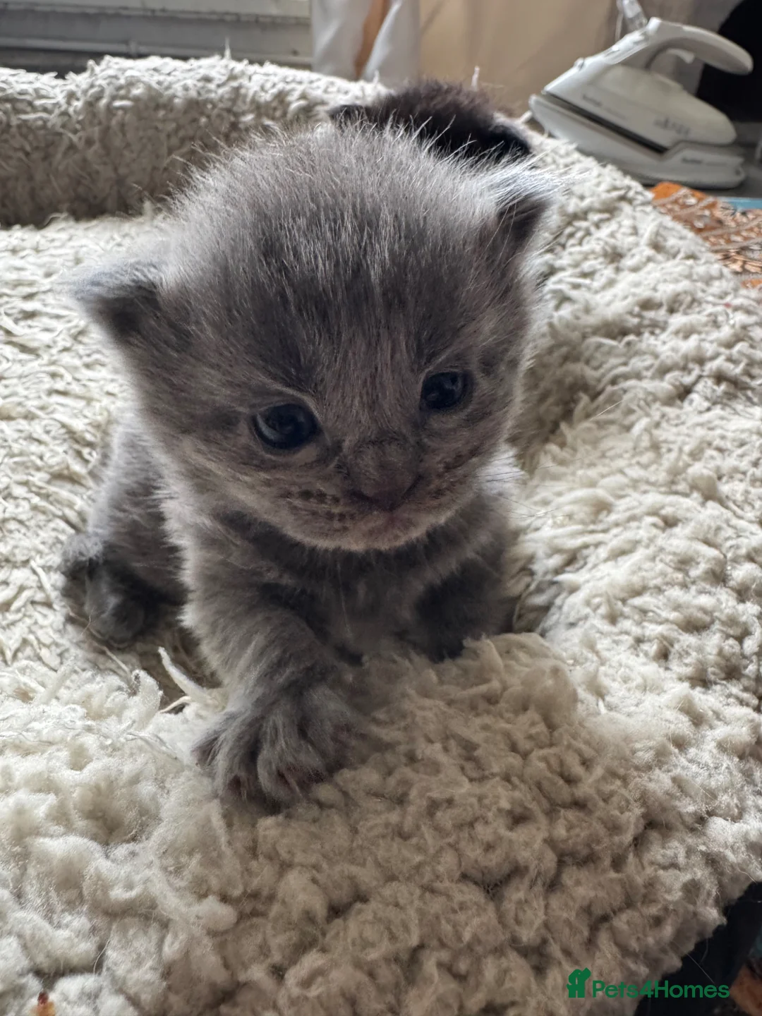 British Shorthair cats for sale: A cute kitten, mother a Ragdoll   - Advert 4