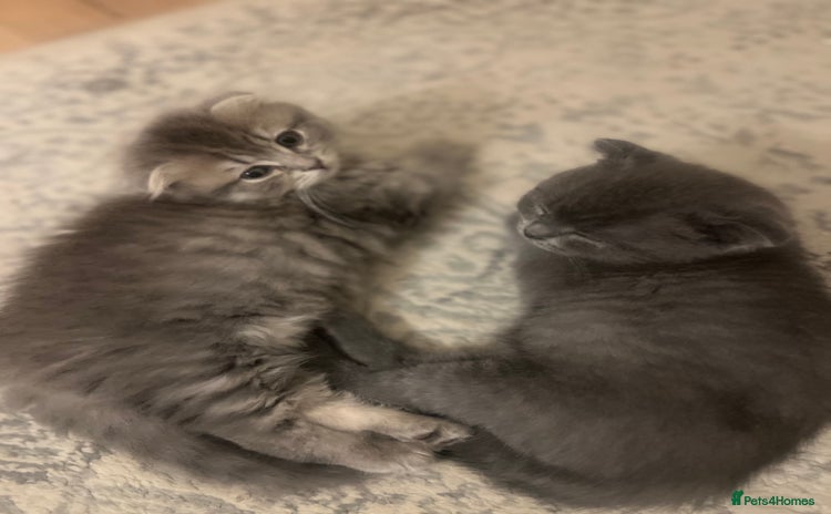 Scottish Fold cats - Advert 7
