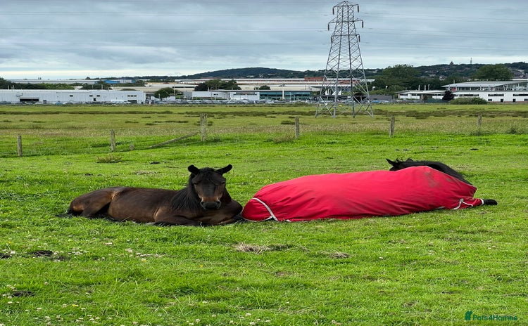 Irish Thoroughbred horses - Advert 2