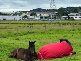 Irish Thoroughbred horses - Advert 33