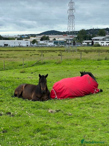 Irish Thoroughbred horses - Advert 1