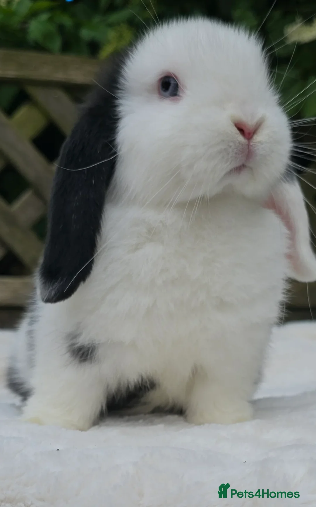 Mini Lop rabbits for sale: Two mini lops for sale - Advert 2