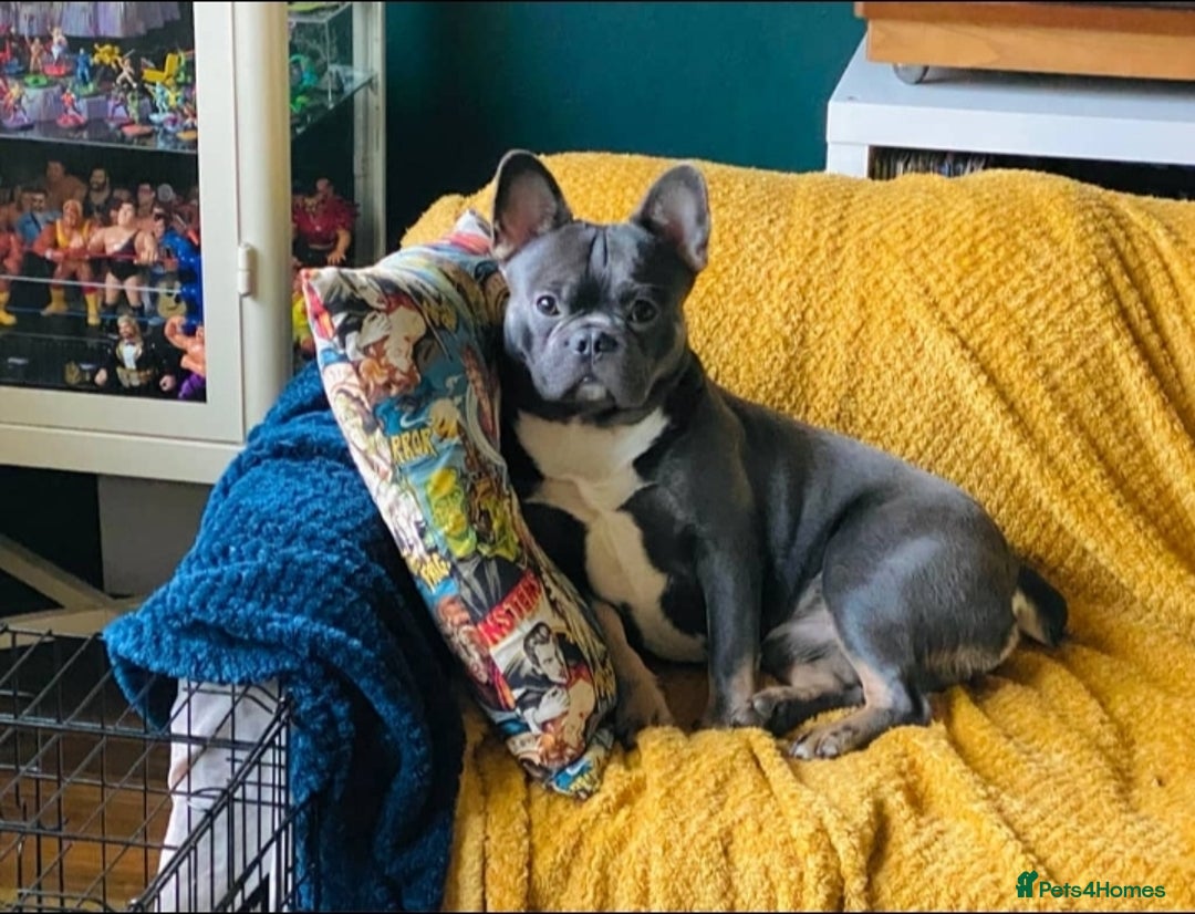 French Bulldog dogs for sale: 2 Year old French Bulldog - Image 1