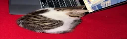 Mixed Breed cats for sale: Beautiful Kitten Looking for a Calm Home in Porth - Advert 6
