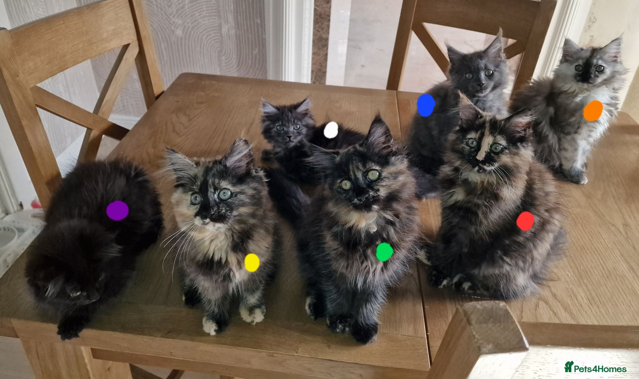 Maine Coon cats 8 maine coon kittens ready in Bury - Advert 10