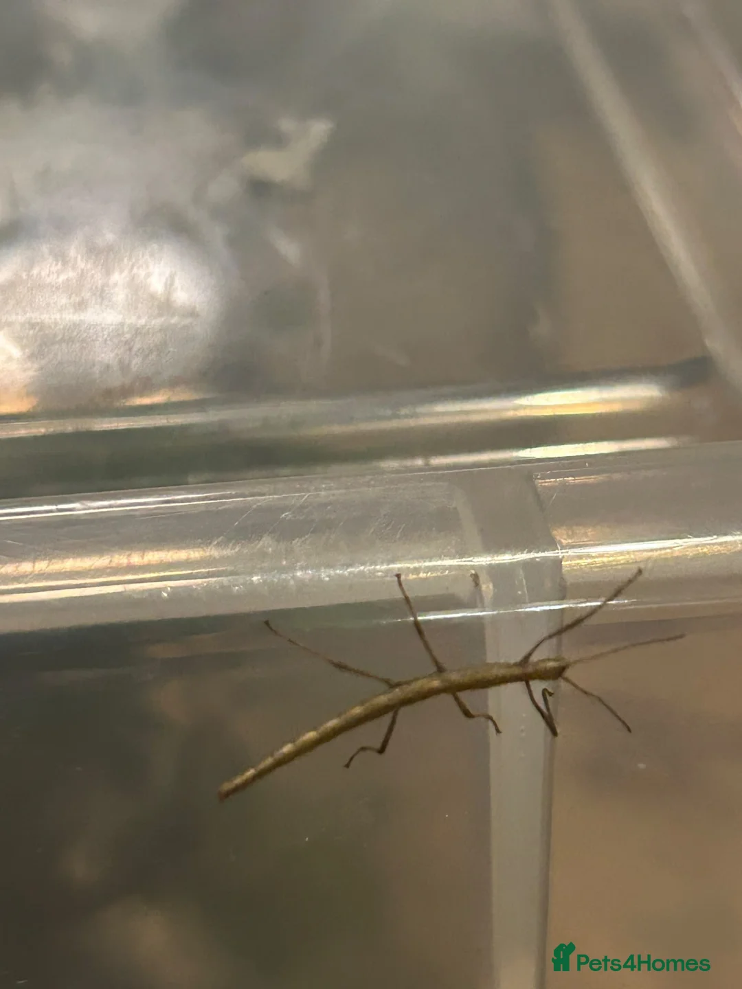 Mixed Breed reptiles for sale: Indian stick insects in Wakefield - Advert 1