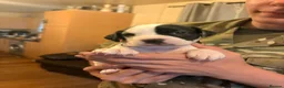 Mixed Breed dogs for sale: French bulldog, Jack russel , spaniel MIX - Advert 2