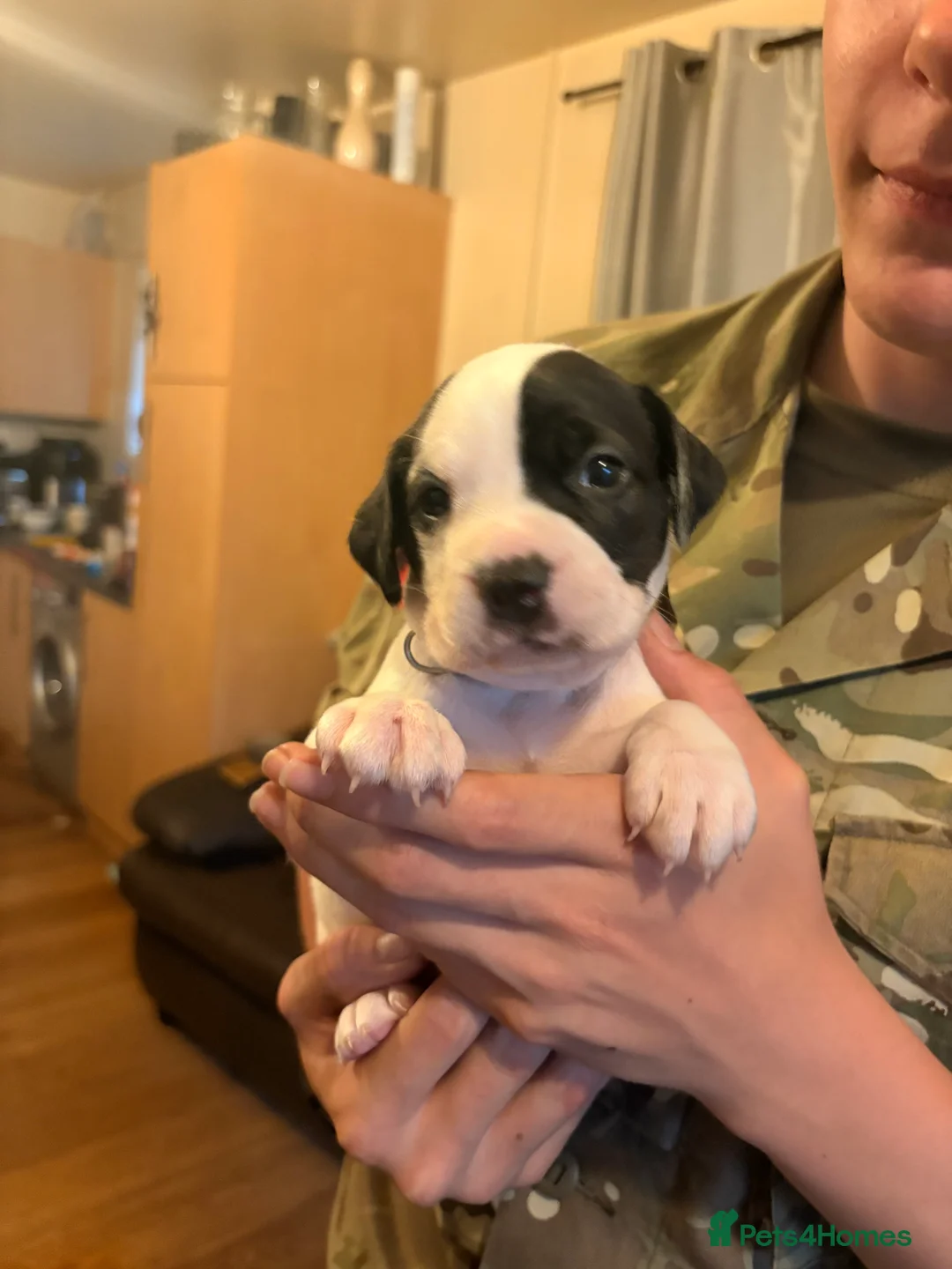 Mixed Breed dogs for sale: French bulldog, Jack russel , spaniel MIX - Advert 2