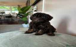 Cavapoo dogs for sale: 1 girl left 💕 f1b cavapoos ready now 🏡 - Image 25