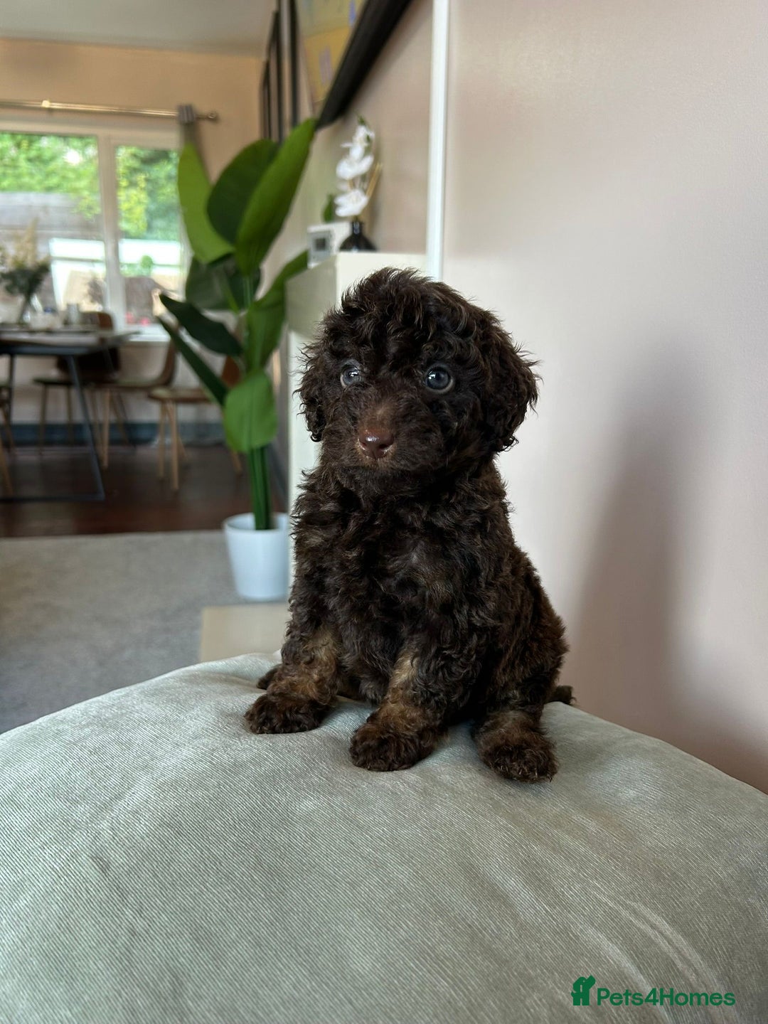 Cavapoo dogs for sale: 1 girl left 💕 f1b cavapoos ready now 🏡 - Image 25