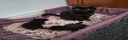 Mixed Breed cats for sale: Rag doll & British shorthair mix - Advert 11