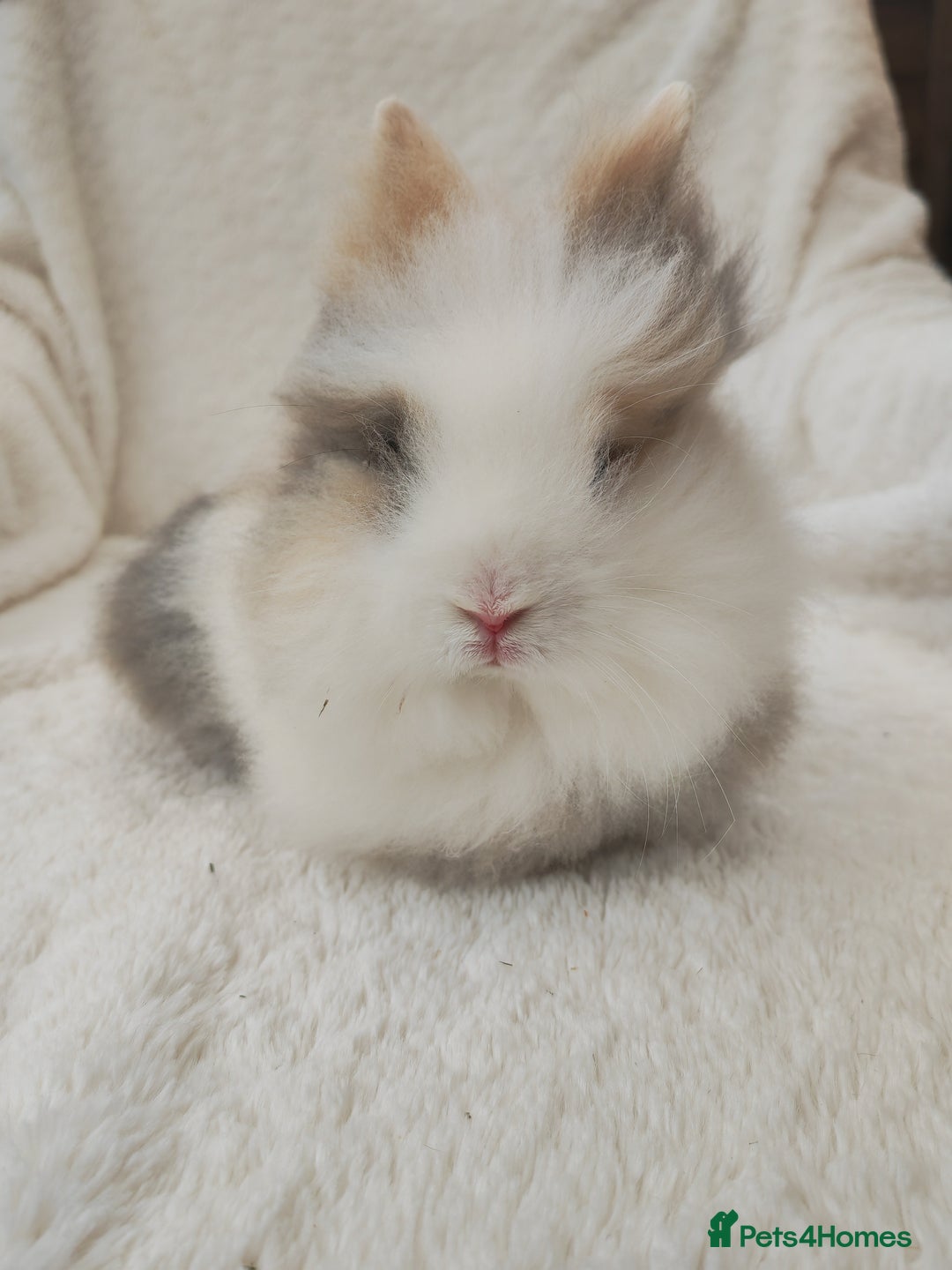 Lionhead rabbits for sale: Mini lion head, double mane, full face in Boston - Image 4