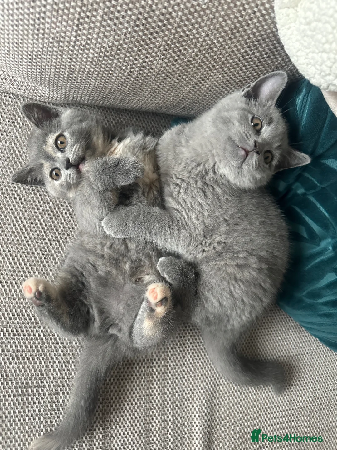 British Shorthair cats for sale: GCCF Registered 2 Kitties Left- Ready to Go - Advert 11