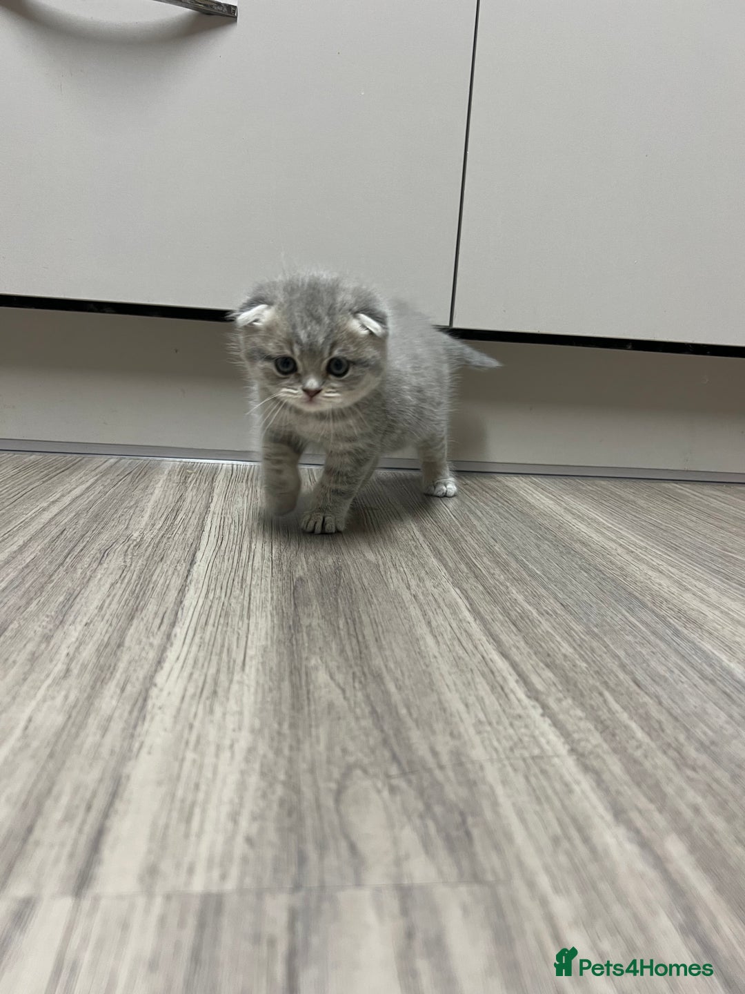 Scottish Fold cats for sale: Scottish Fold male kitten  - Advert 5