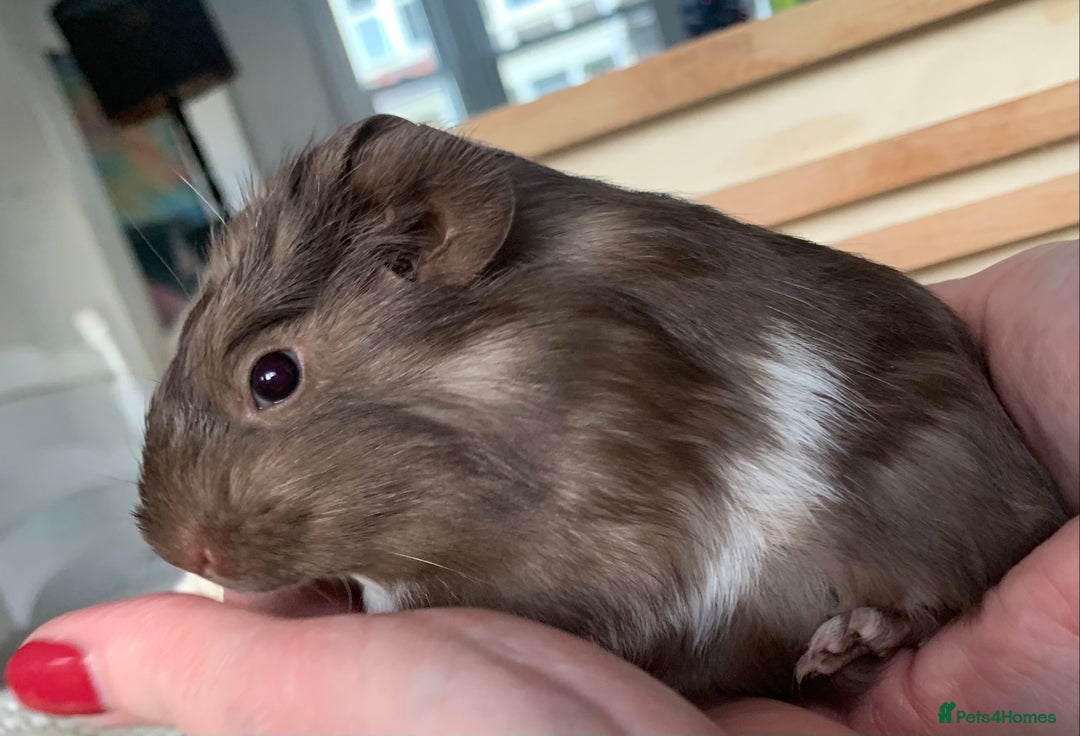 Guinea Pig rodents for sale:  VERY tame, healthy, GORGEOUS baby boy Guinea pigs - Advert 8