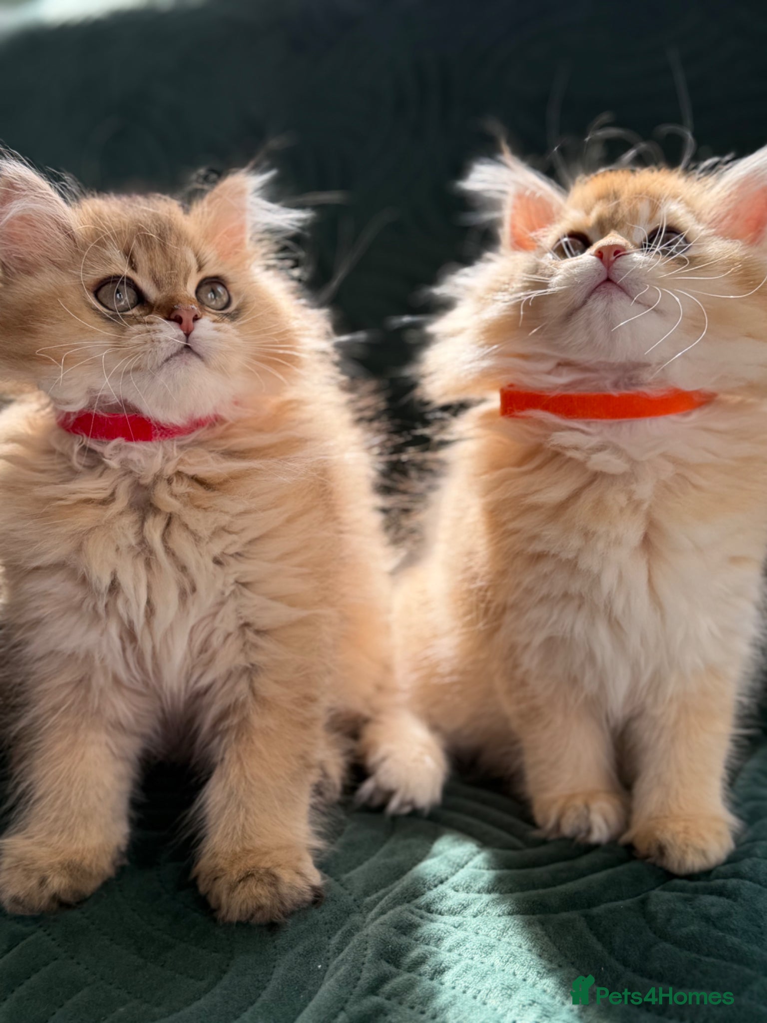 British Longhair cats British longhair golden kittens TICA - Advert 14