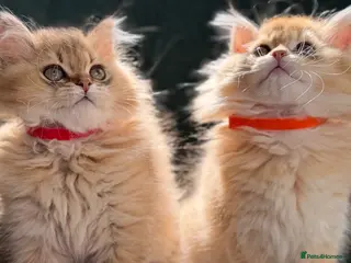 British Longhair cats British longhair golden kittens TICA - Advert 14