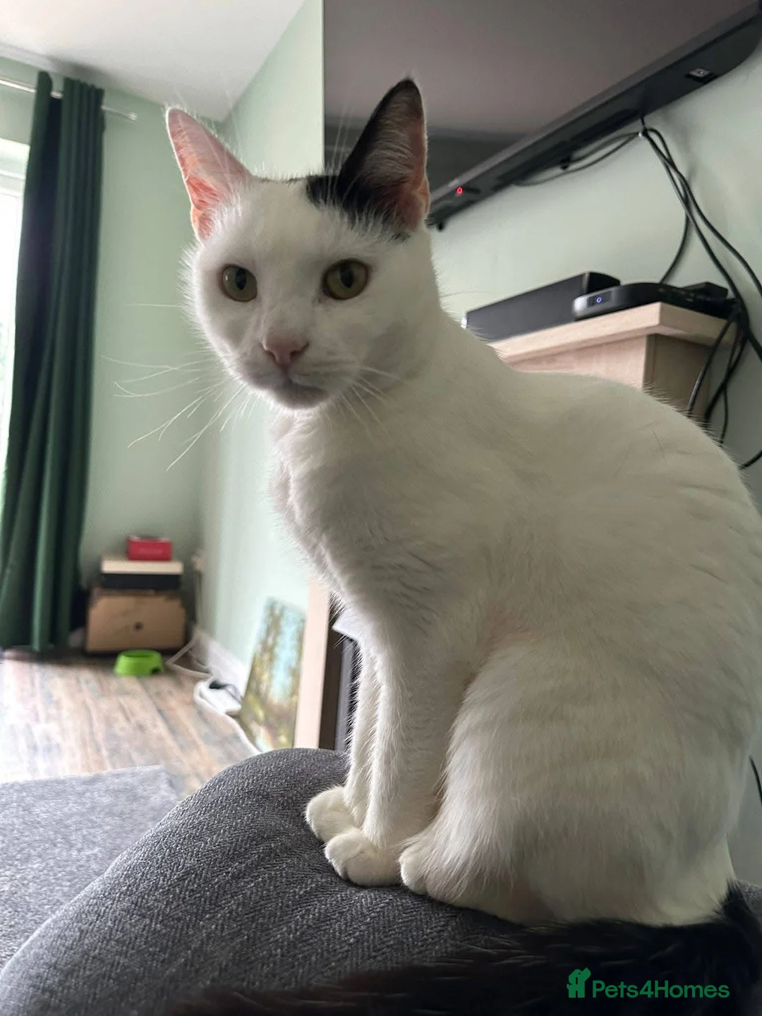 Mixed Breed cats for adoption: 🐱 FLOOF & LUCKY – TWO SWEET CAT BOYS in Ilkeston - Advert 6