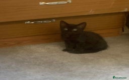 Mixed Breed cats for sale: Kittens for sale  - Image 2