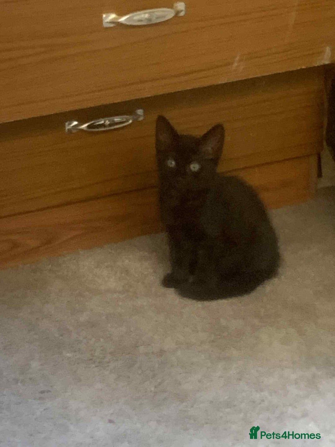 Mixed Breed cats for sale: Kittens for sale  - Image 2