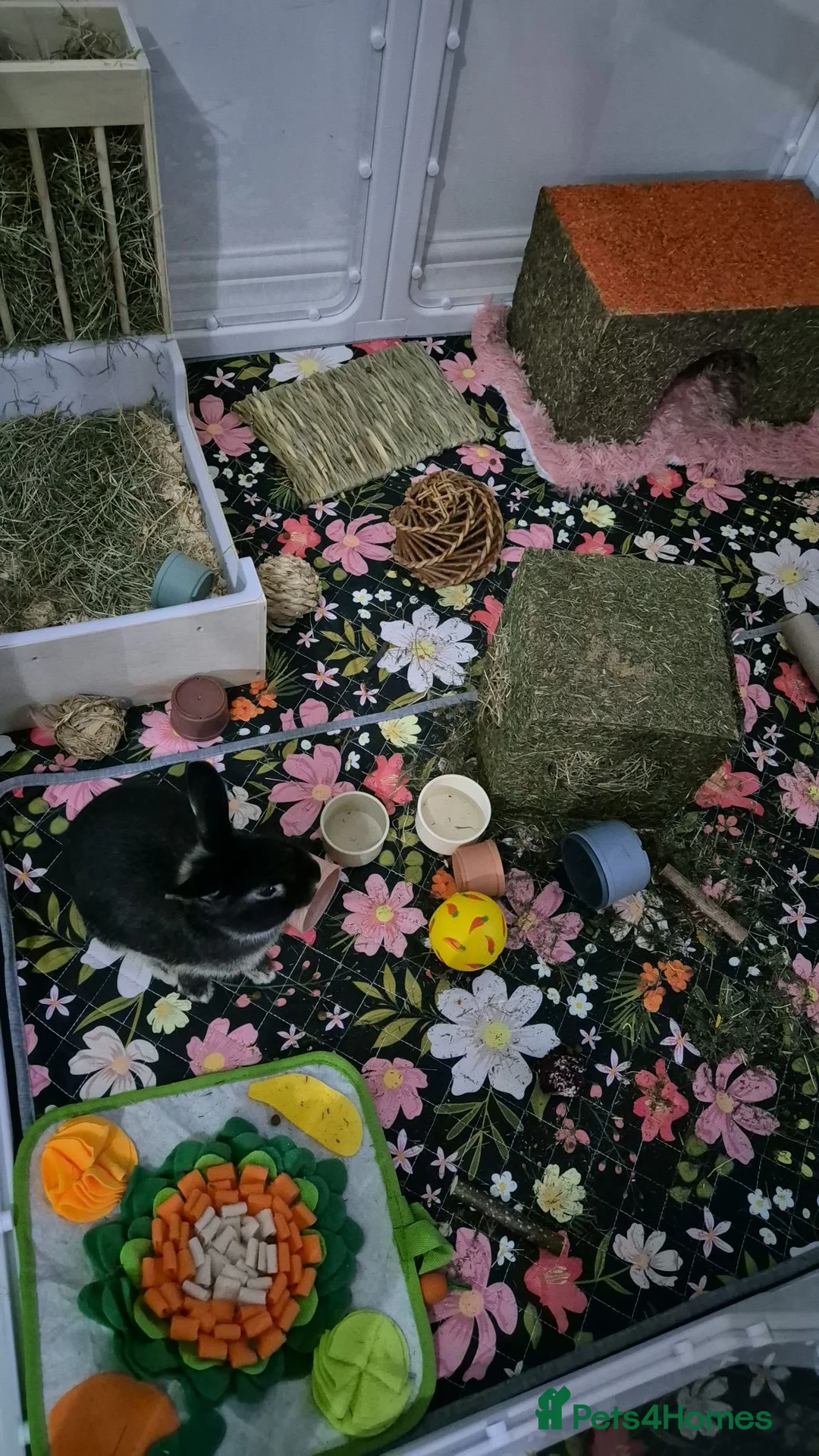Rex rabbits for sale: Rabbit free to good home - Advert 3