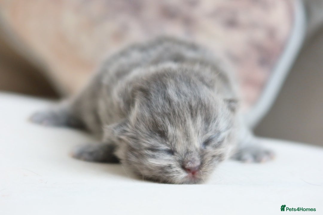 British Shorthair cats for sale: British Shorthair Kittens - Registered & Licensed - Image 6
