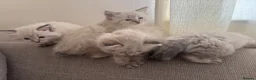 Mixed Breed cats for sale: Ragdoll Siberian Neva Masquerade Kittens - Advert 16