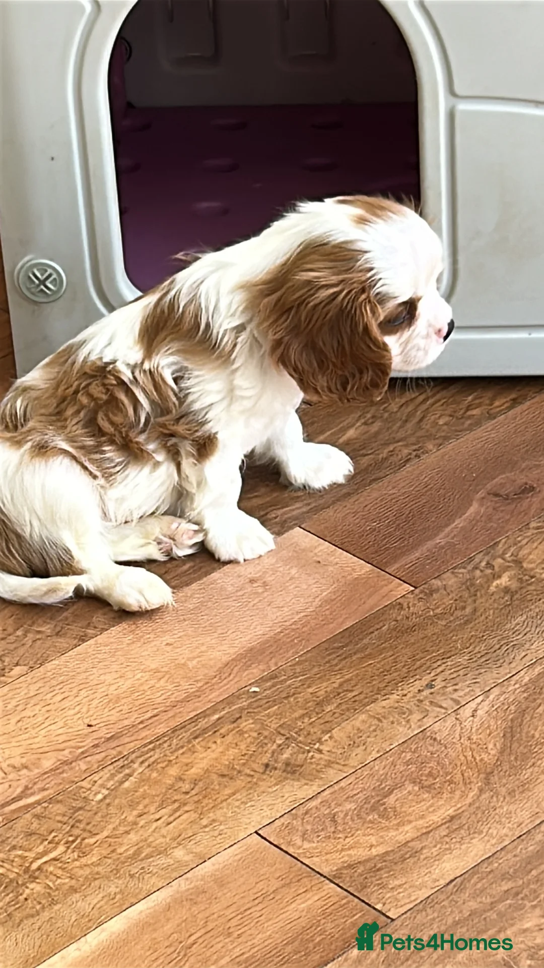 Cavalier King Charles Spaniel dogs for sale: Health tested Blenheim boys  - Advert 2