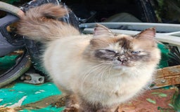 Ragdoll cats for sale: Ragdoll kittens - Image 12