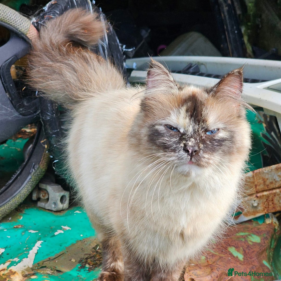 Ragdoll cats for sale: Ragdoll kittens - Image 12