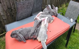 Continental Giant rabbits for sale: Merle colours  , rusian blue fur  - Image 23
