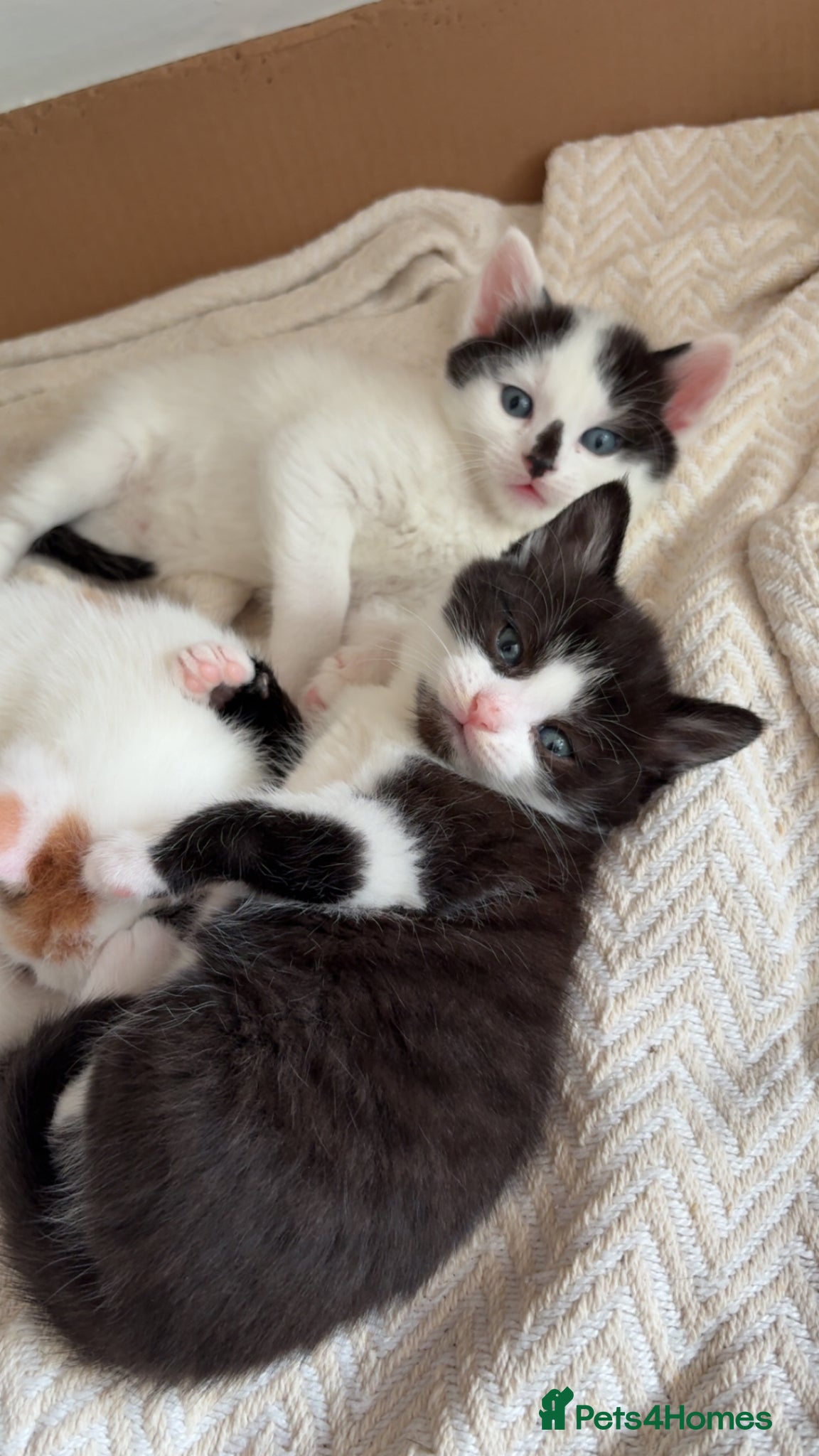 Mixed Breed cats ✨3 BEAUTIFUL KITTENS LEFT ✨ - Advert 2
