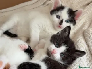 Mixed Breed cats ✨3 BEAUTIFUL KITTENS LEFT ✨ - Advert 1