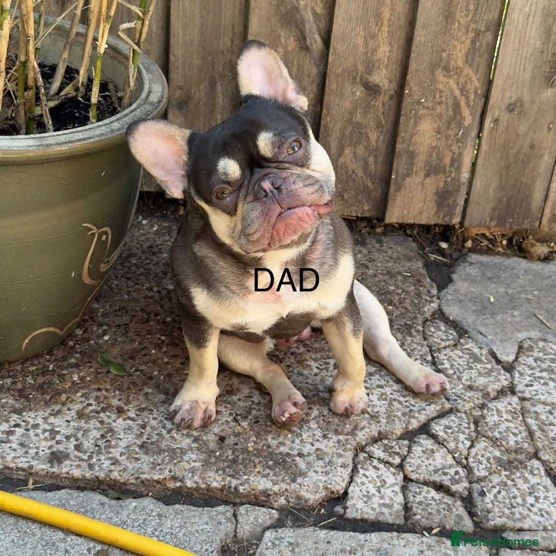 French Bulldog dogs for sale: French bulldog puppies for sale - Image 20