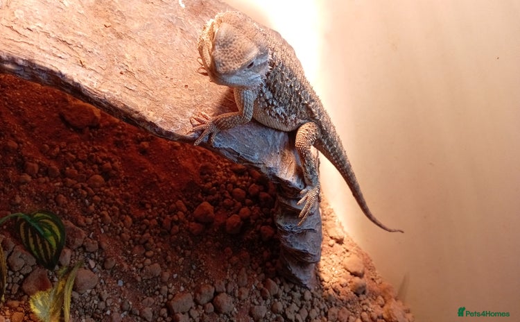 Bearded Dragon reptiles - Advert 1