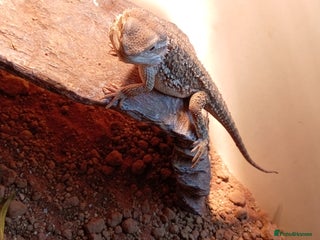 Bearded Dragon reptiles - Advert 33