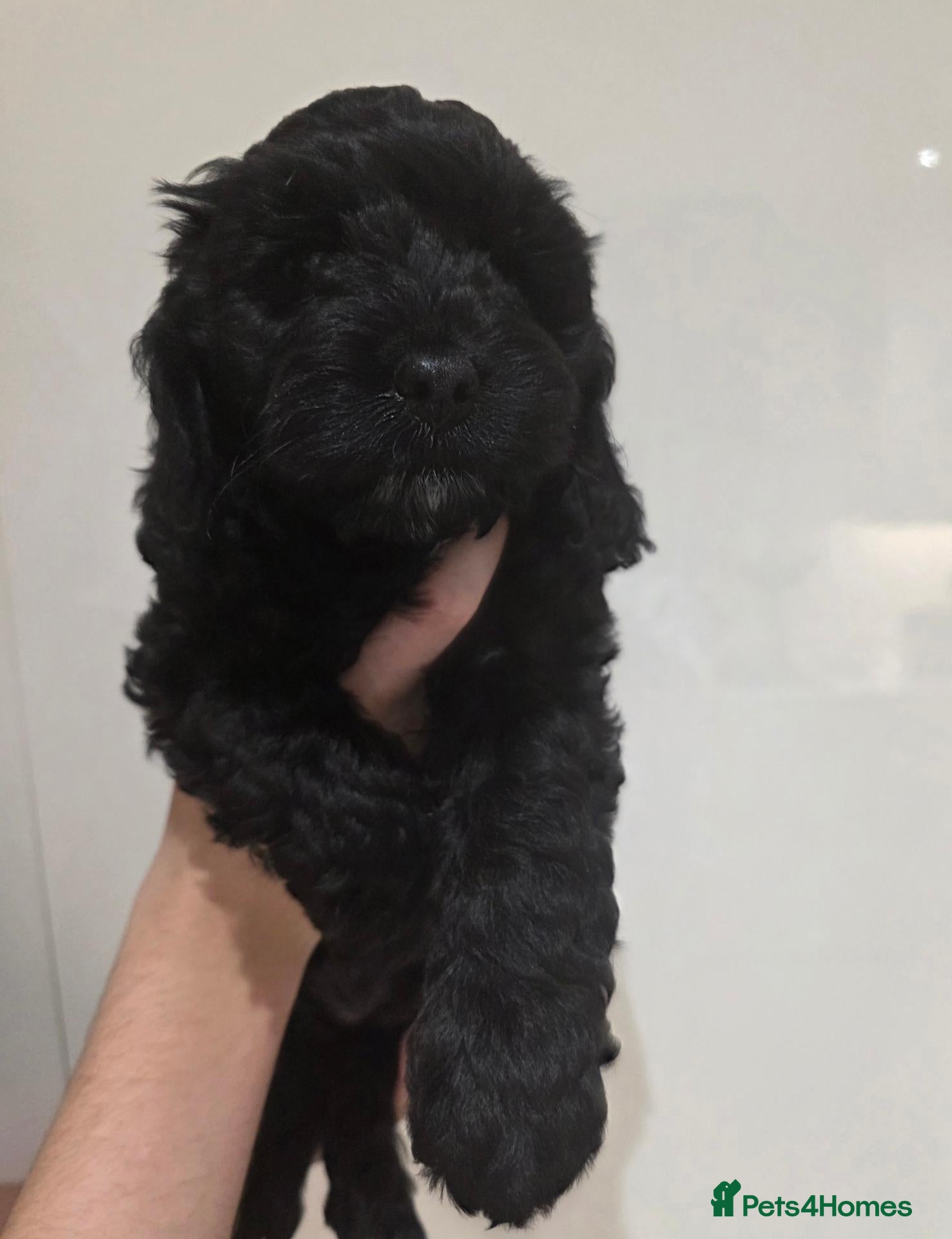 Cockapoo dogs Stunning health tested cockapoos - Advert 2