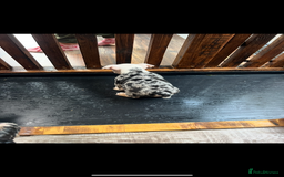 English Bulldog dogs for sale: English bulldog - Advert 6