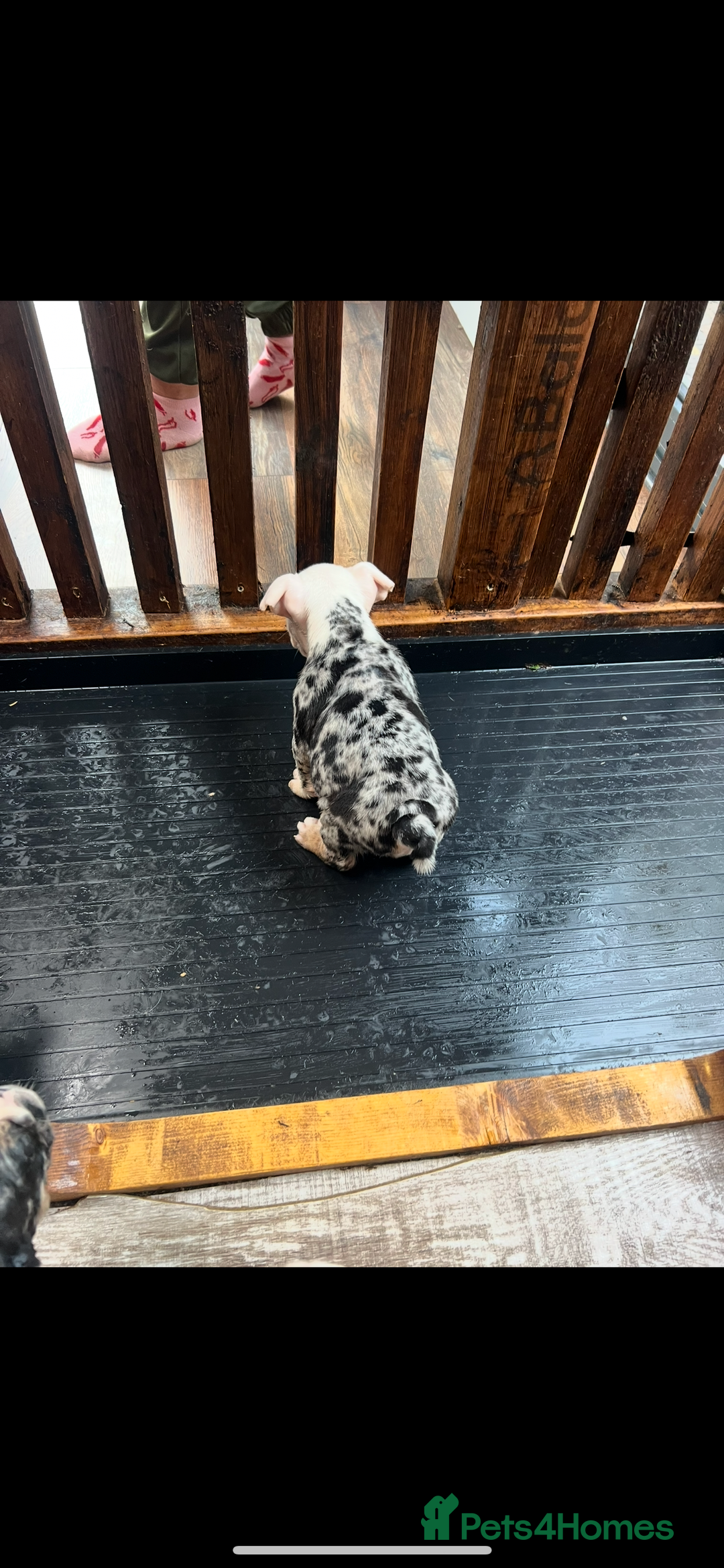 English Bulldog dogs for sale: English bulldog - Advert 6