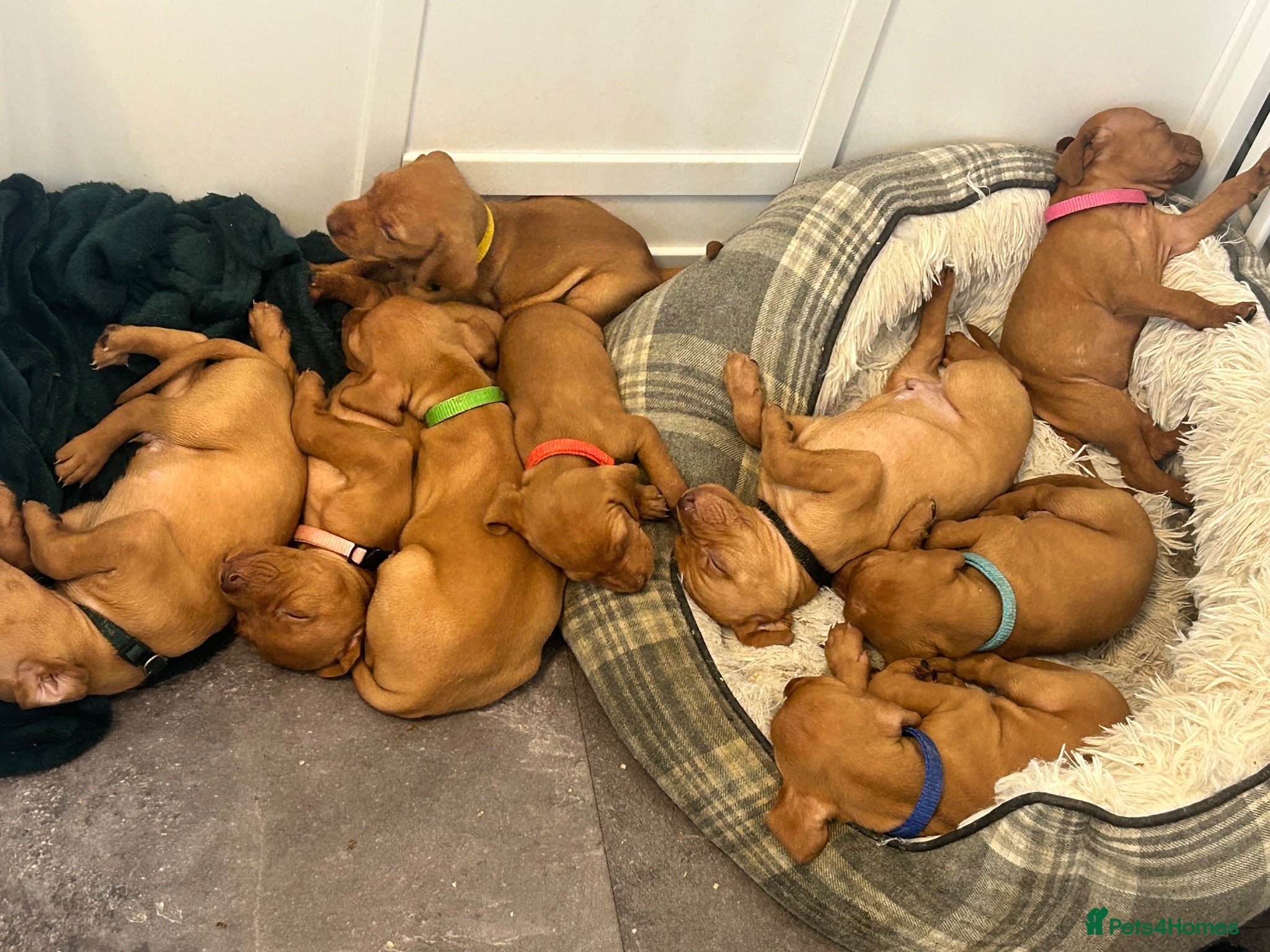 Hungarian Vizsla dogs Stunning Hungarian vizsla puppies x9 - Advert 2