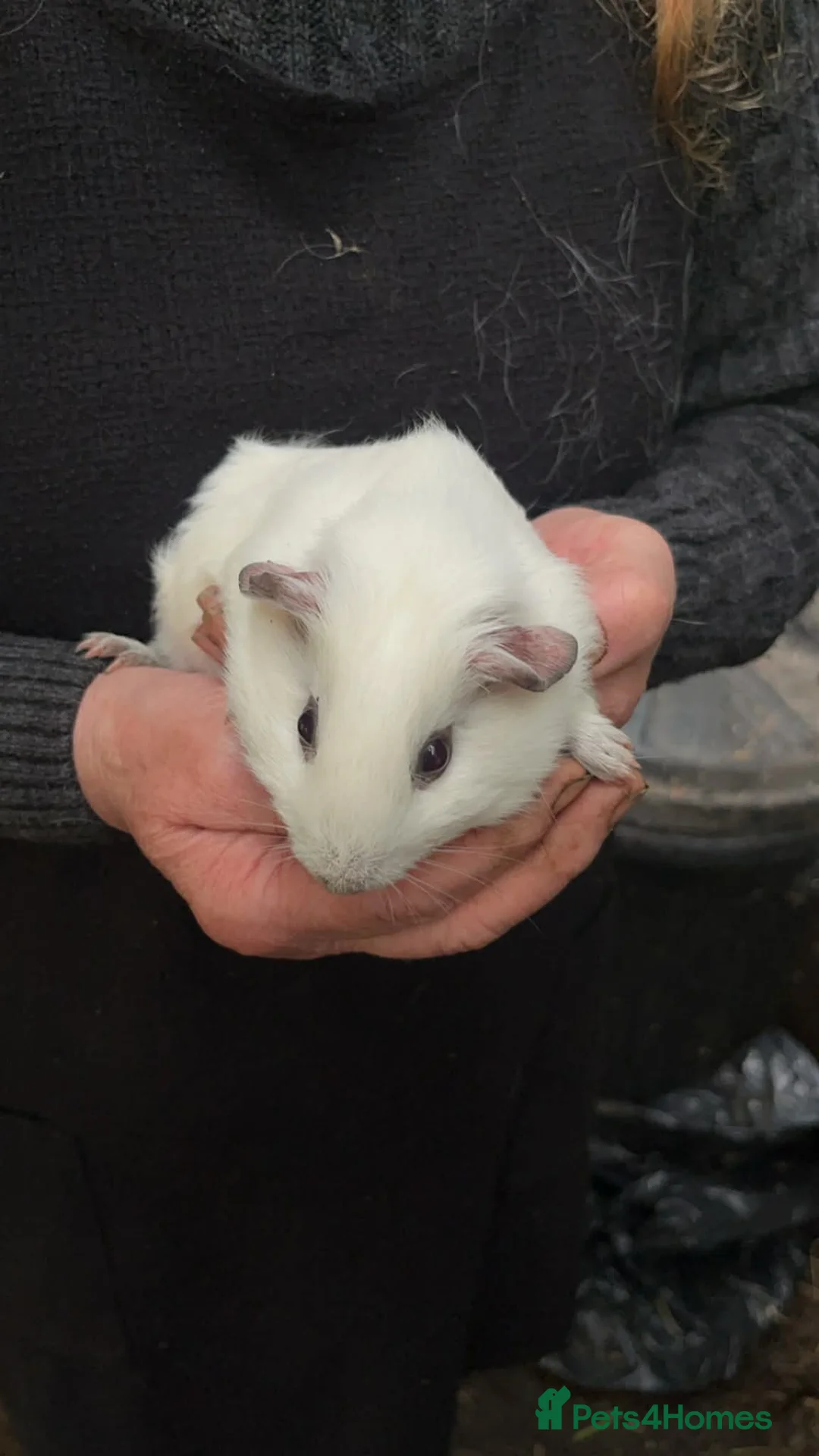 Guinea Pig rodents for sale: Guinea pigs  - Advert 5