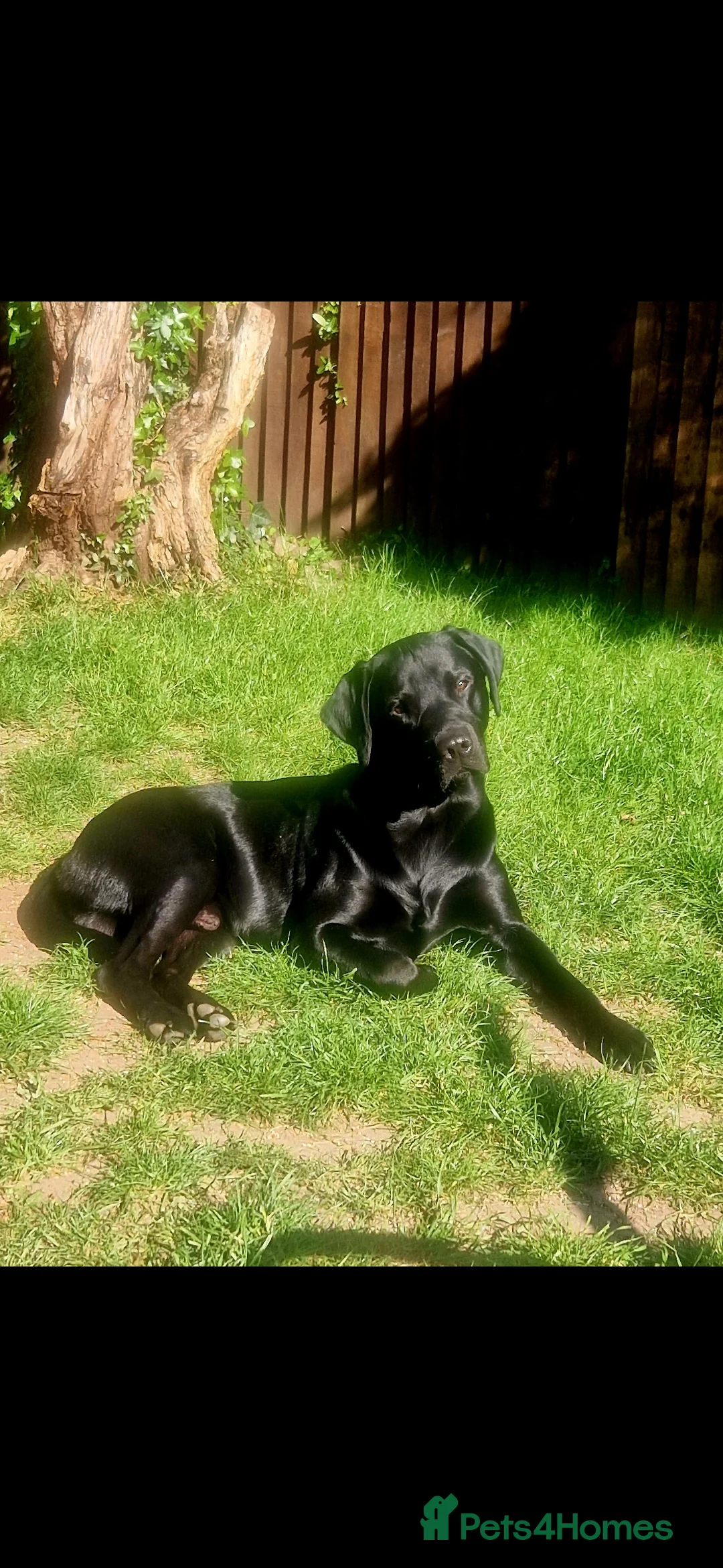 Labrador Retriever dogs for stud: Labrador Ret. 100%-success PROVEN KC/Health tested in Brecon - Advert 40