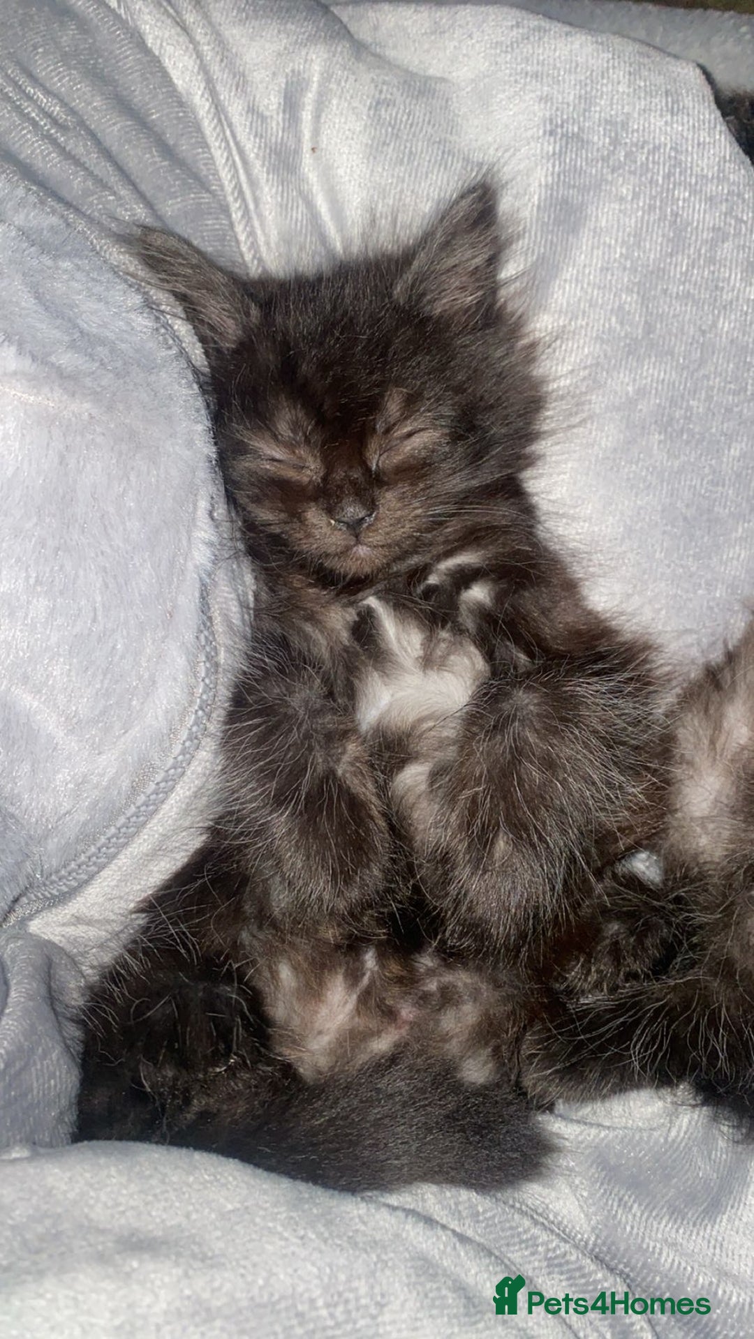 Maine Coon cats for sale: Male Maine coon for sale  - Advert 4