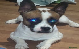 Mixed Breed dogs for sale: Frenchie cross with jack Russell  - Image 2
